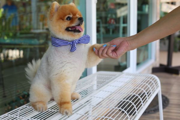 Richmond Pets