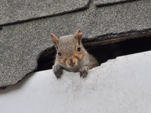 Richmond Wildlife Removal