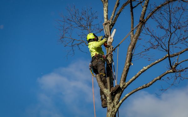 Richmond Tree Removal